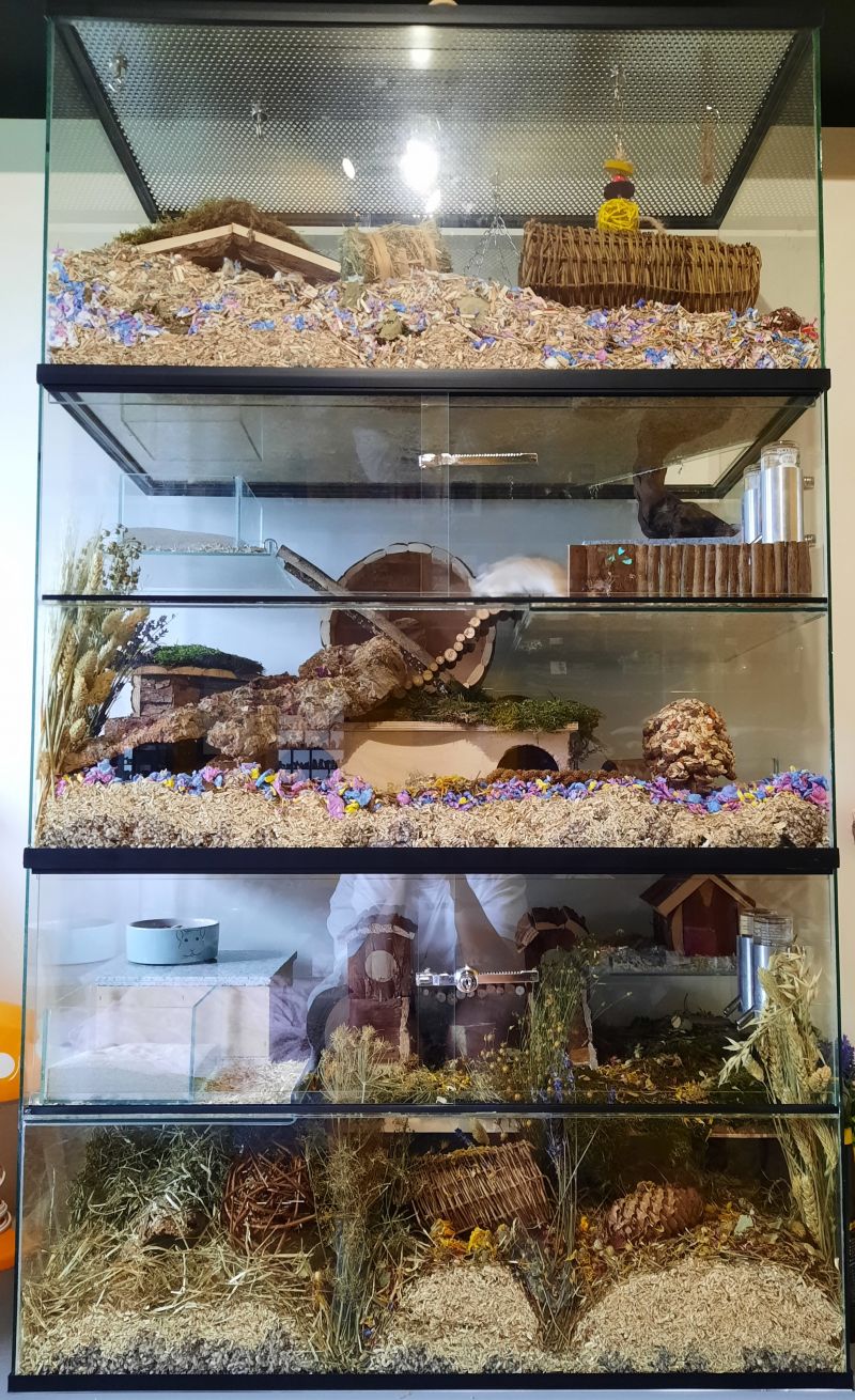 Glazen terrarium voor Hamsters - 120x50x50 cm per verblijf